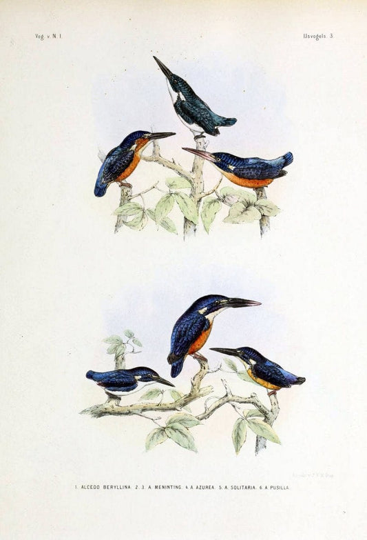 De vogels van Nederlandsch Indie /.Haarlem :A.C. Kruseman,[1863-1866]. | Birds Indonesia  | Vintage Print Reproduction 467389