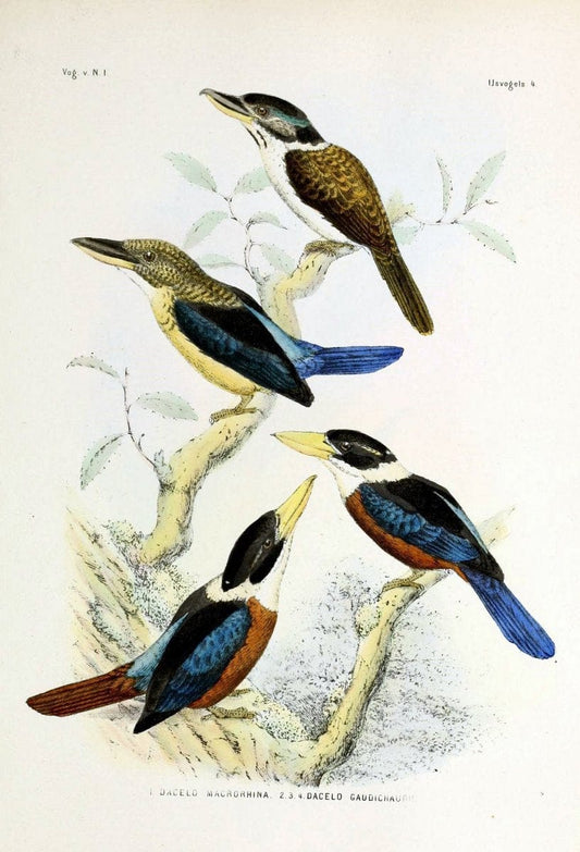 De vogels van Nederlandsch Indie /.Haarlem :A.C. Kruseman,[1863-1866]. | Birds Indonesia  | Vintage Print Reproduction 467390