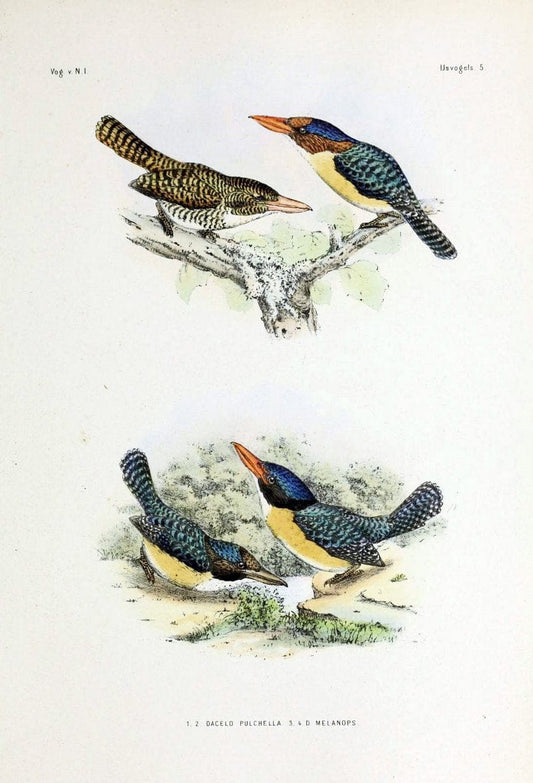 De vogels van Nederlandsch Indie /.Haarlem :A.C. Kruseman,[1863-1866]. | Birds Indonesia  | Vintage Print Reproduction 467391