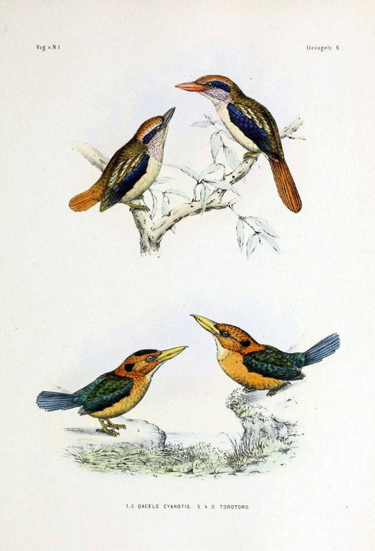 De vogels van Nederlandsch Indie /.Haarlem :A.C. Kruseman,[1863-1866]. | Birds Indonesia  | Vintage Print Reproduction 467392