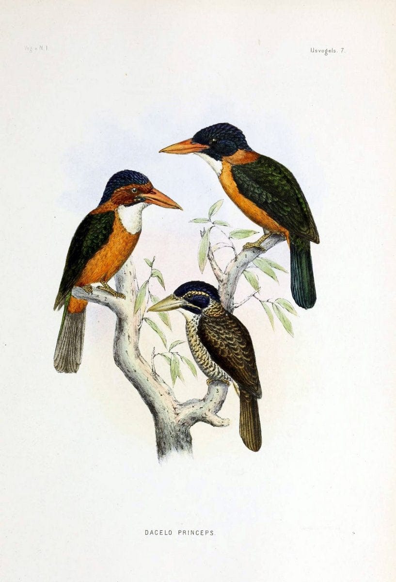 De vogels van Nederlandsch Indie /.Haarlem :A.C. Kruseman,[1863-1866]. | Birds Indonesia  | Vintage Print Reproduction 467393