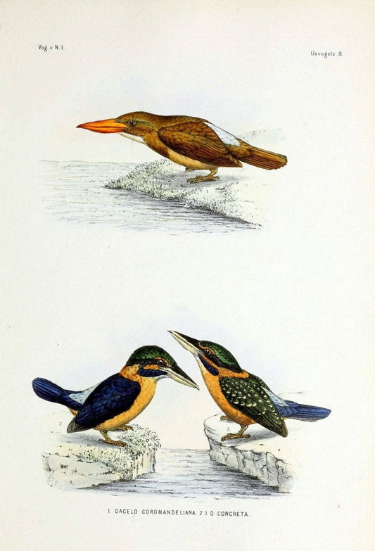 De vogels van Nederlandsch Indie /.Haarlem :A.C. Kruseman,[1863-1866]. | Birds Indonesia  | Vintage Print Reproduction 467394