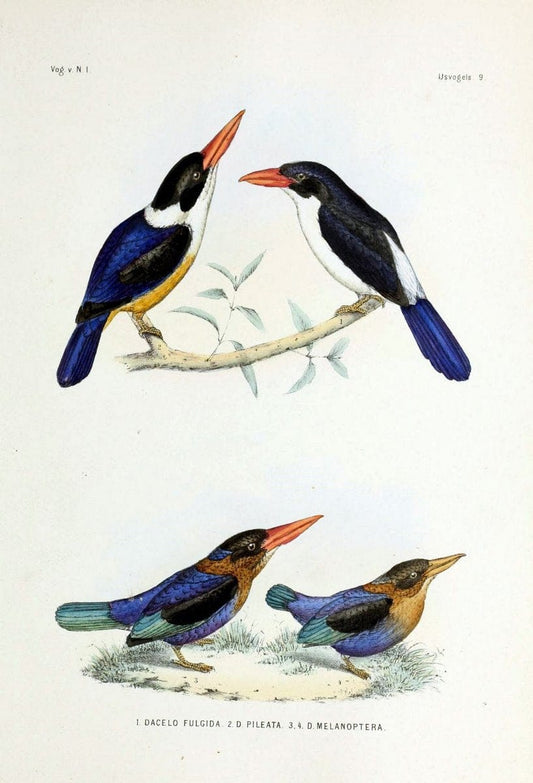 De vogels van Nederlandsch Indie /.Haarlem :A.C. Kruseman,[1863-1866]. | Birds Indonesia  | Vintage Print Reproduction 467395