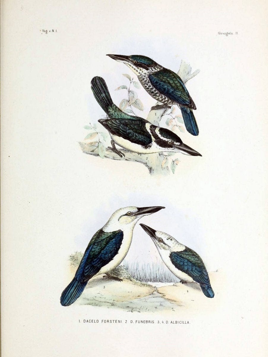 De vogels van Nederlandsch Indie /.Haarlem :A.C. Kruseman,[1863-1866]. | Birds Indonesia  | Vintage Print Reproduction 467397