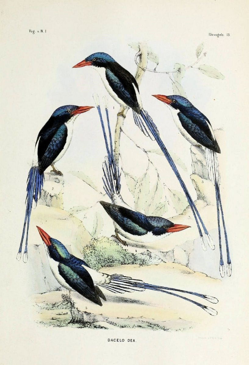 De vogels van Nederlandsch Indie /.Haarlem :A.C. Kruseman,[1863-1866]. | Birds Indonesia  | Vintage Print Reproduction 467399