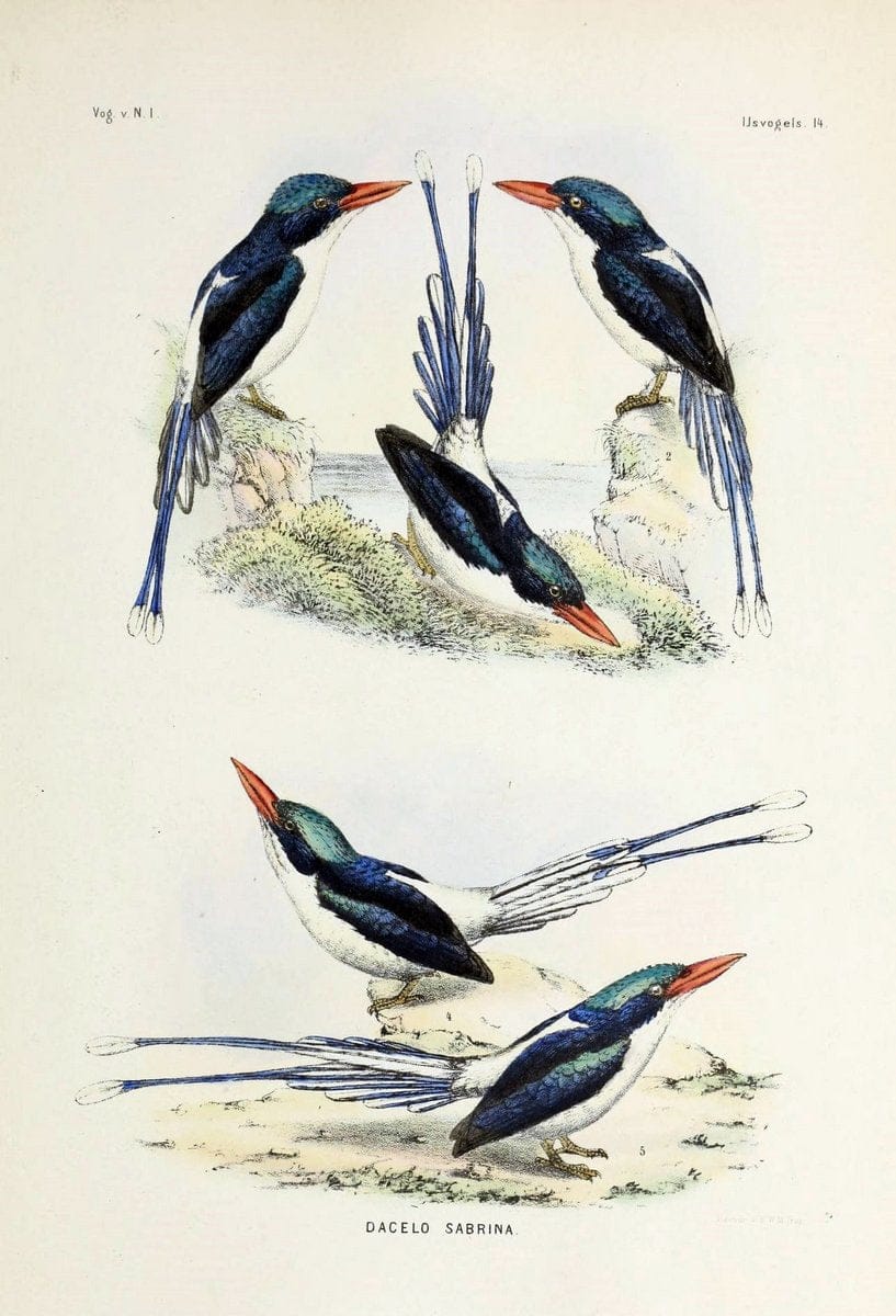 De vogels van Nederlandsch Indie /.Haarlem :A.C. Kruseman,[1863-1866]. | Birds Indonesia  | Vintage Print Reproduction 467400