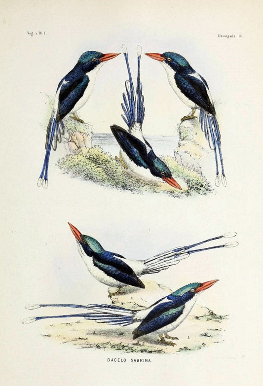 De vogels van Nederlandsch Indie /.Haarlem :A.C. Kruseman,[1863-1866]. | Birds Indonesia  | Vintage Print Reproduction 467400