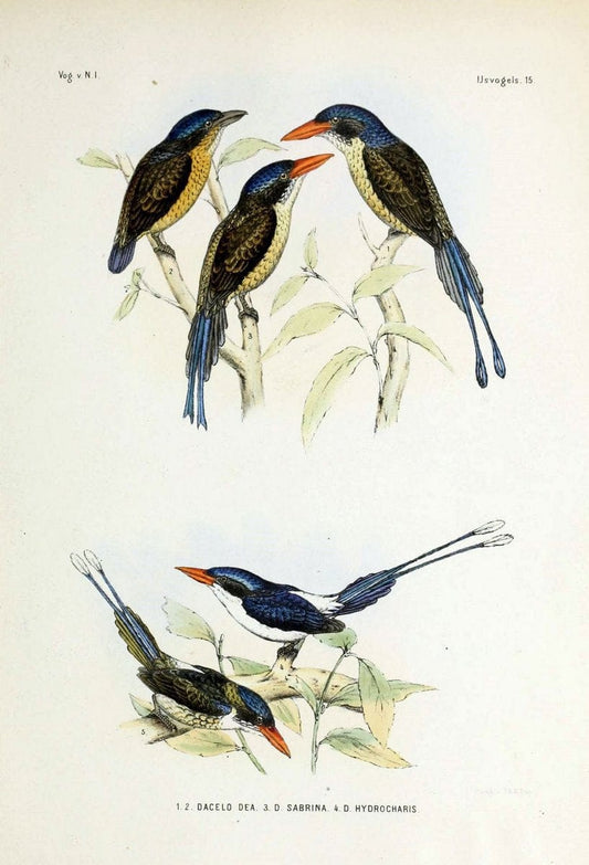 De vogels van Nederlandsch Indie /.Haarlem :A.C. Kruseman,[1863-1866]. | Birds Indonesia  | Vintage Print Reproduction 467401