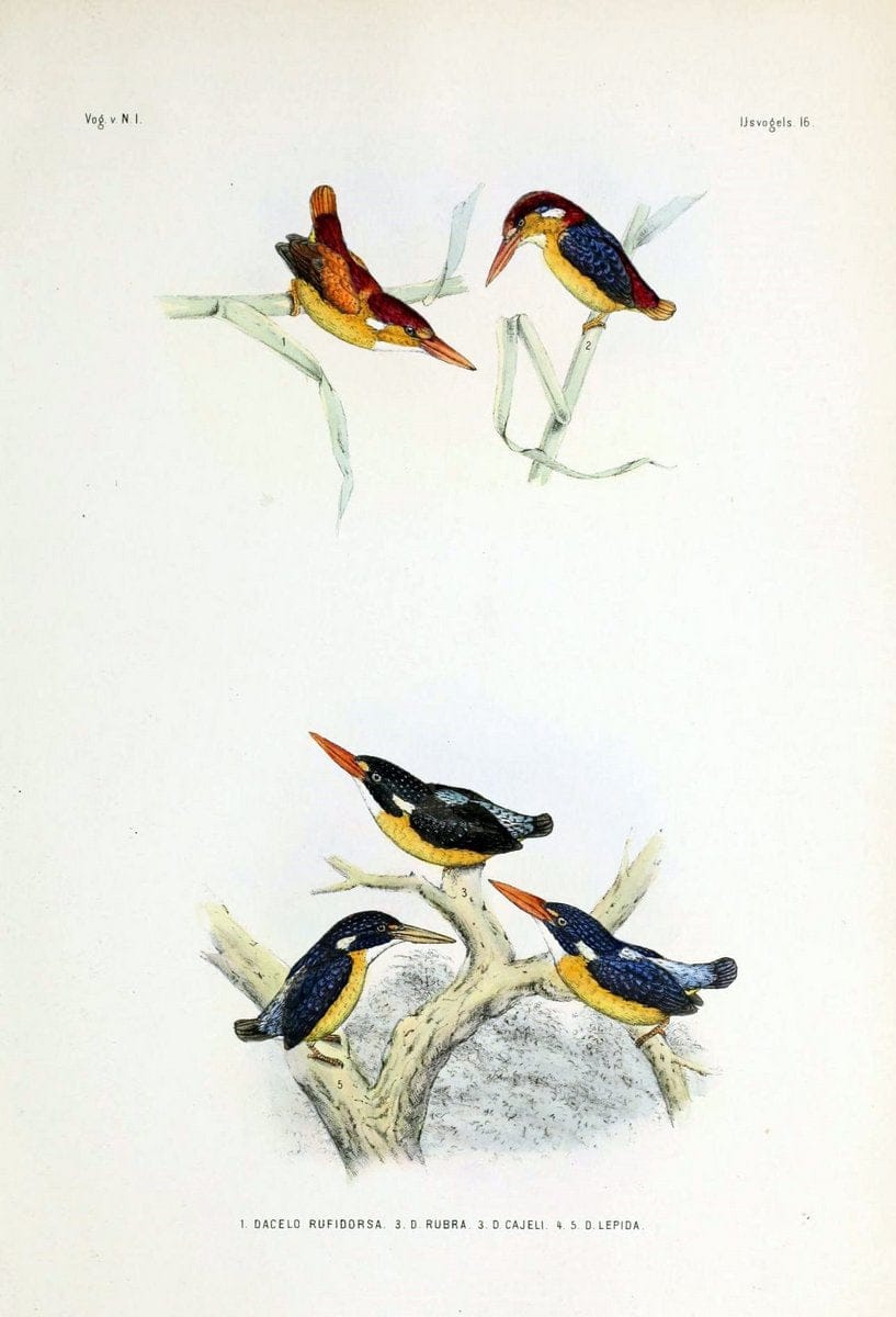 De vogels van Nederlandsch Indie /.Haarlem :A.C. Kruseman,[1863-1866]. | Birds Indonesia  | Vintage Print Reproduction 467402