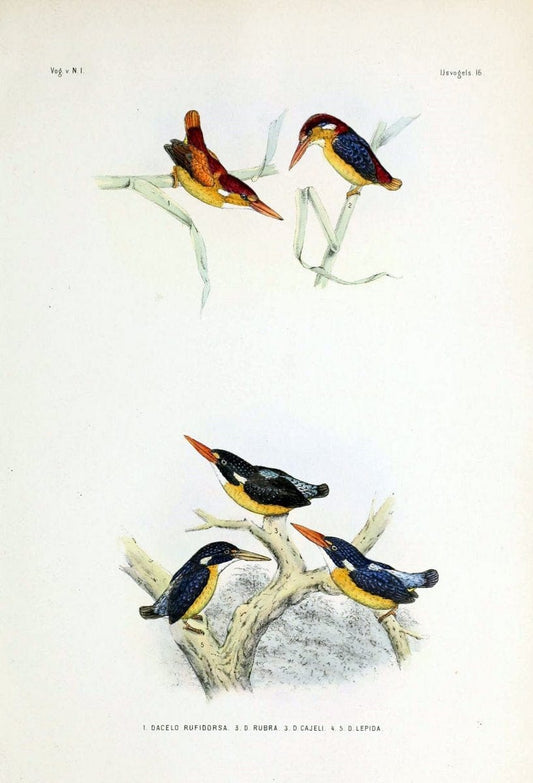 De vogels van Nederlandsch Indie /.Haarlem :A.C. Kruseman,[1863-1866]. | Birds Indonesia  | Vintage Print Reproduction 467402