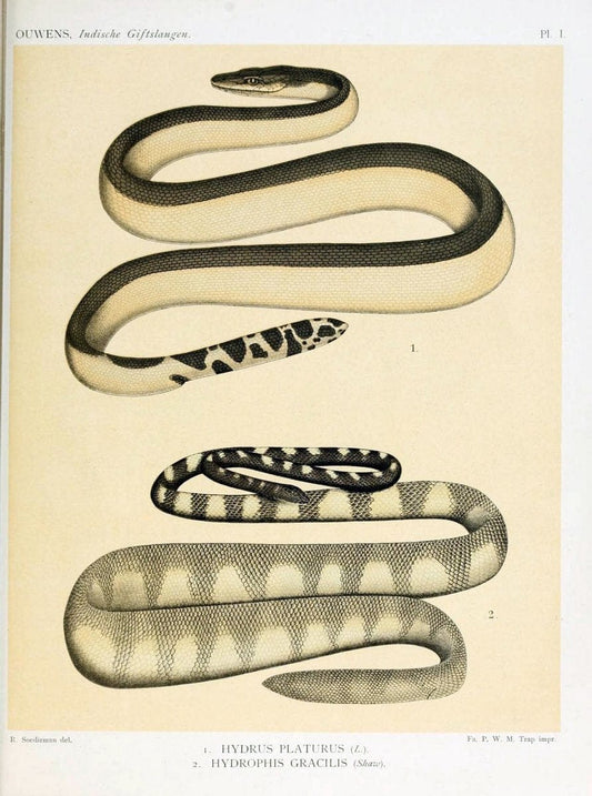 De voornaamste giftslangen van Nederlandsch Oost-Indie /.Leiden :E.J. Brill,1916.. |  | Vintage Print Reproduction 467403
