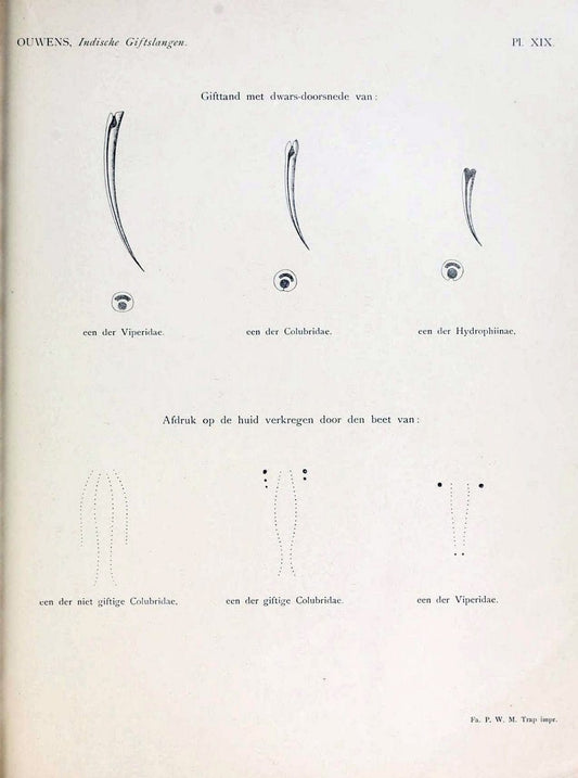 De voornaamste giftslangen van Nederlandsch Oost-Indie /.Leiden :E.J. Brill,1916.. |  | Vintage Print Reproduction 467408