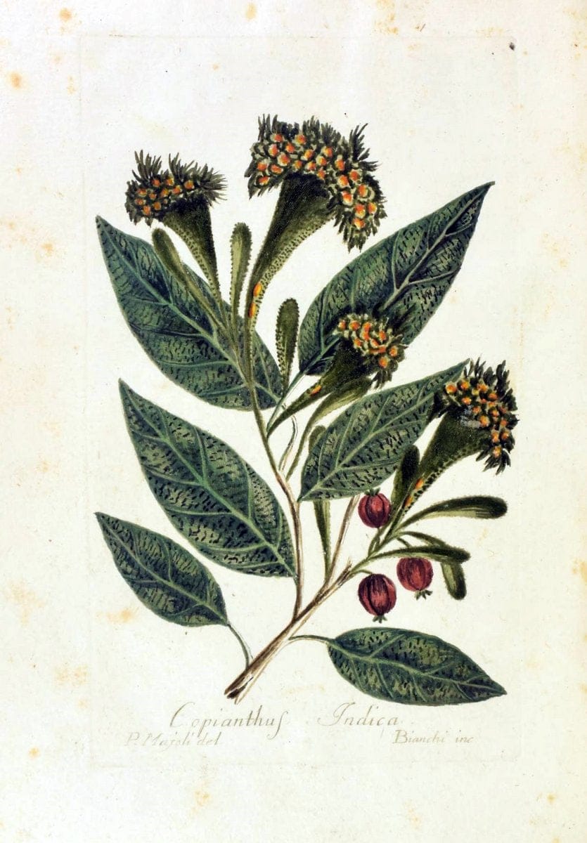 Decade di alberi curiosi ed eleganti piante delle Indie Orientali, e dell' America ultim | Botany "Early works" "Pictorial works" "Pre-Linnean works" | Vintage Print Reproduction 467509