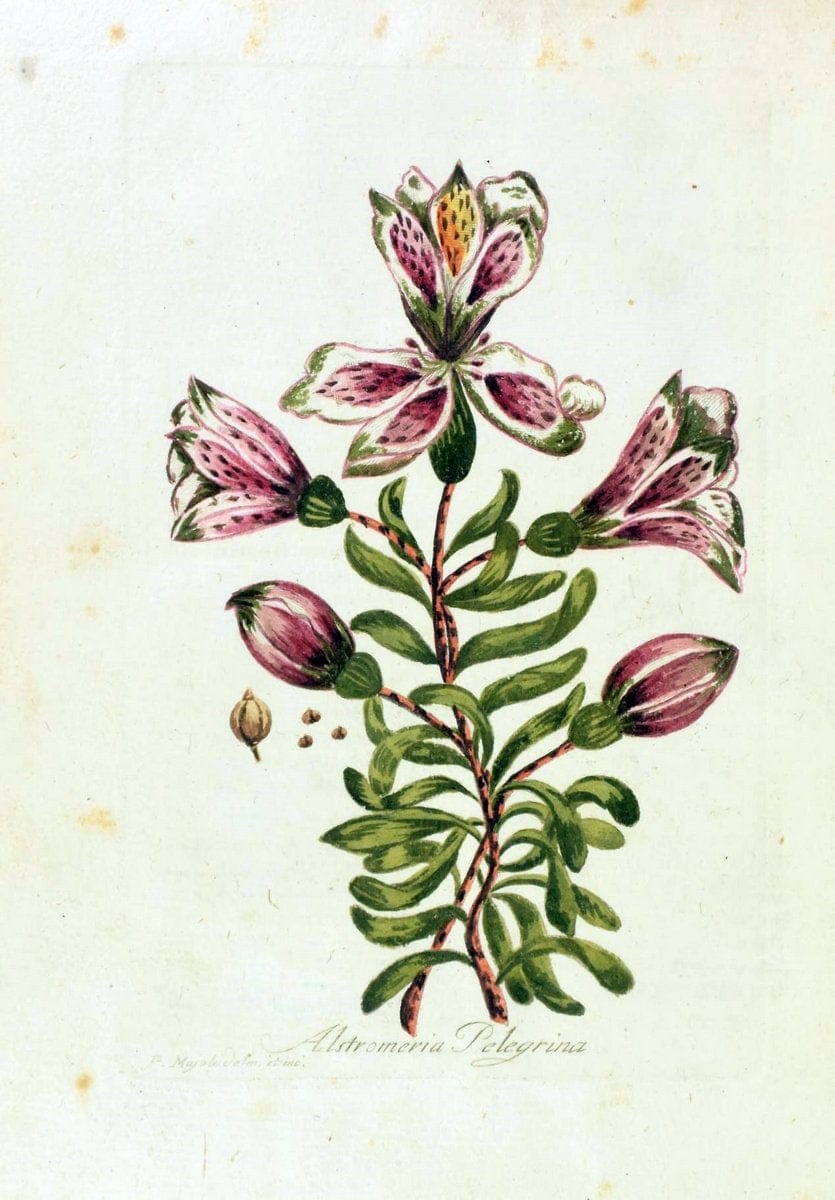 Decade di alberi curiosi ed eleganti piante delle Indie Orientali, e dell' America ultim | Botany "Early works" "Pictorial works" "Pre-Linnean works" | Vintage Print Reproduction 467510