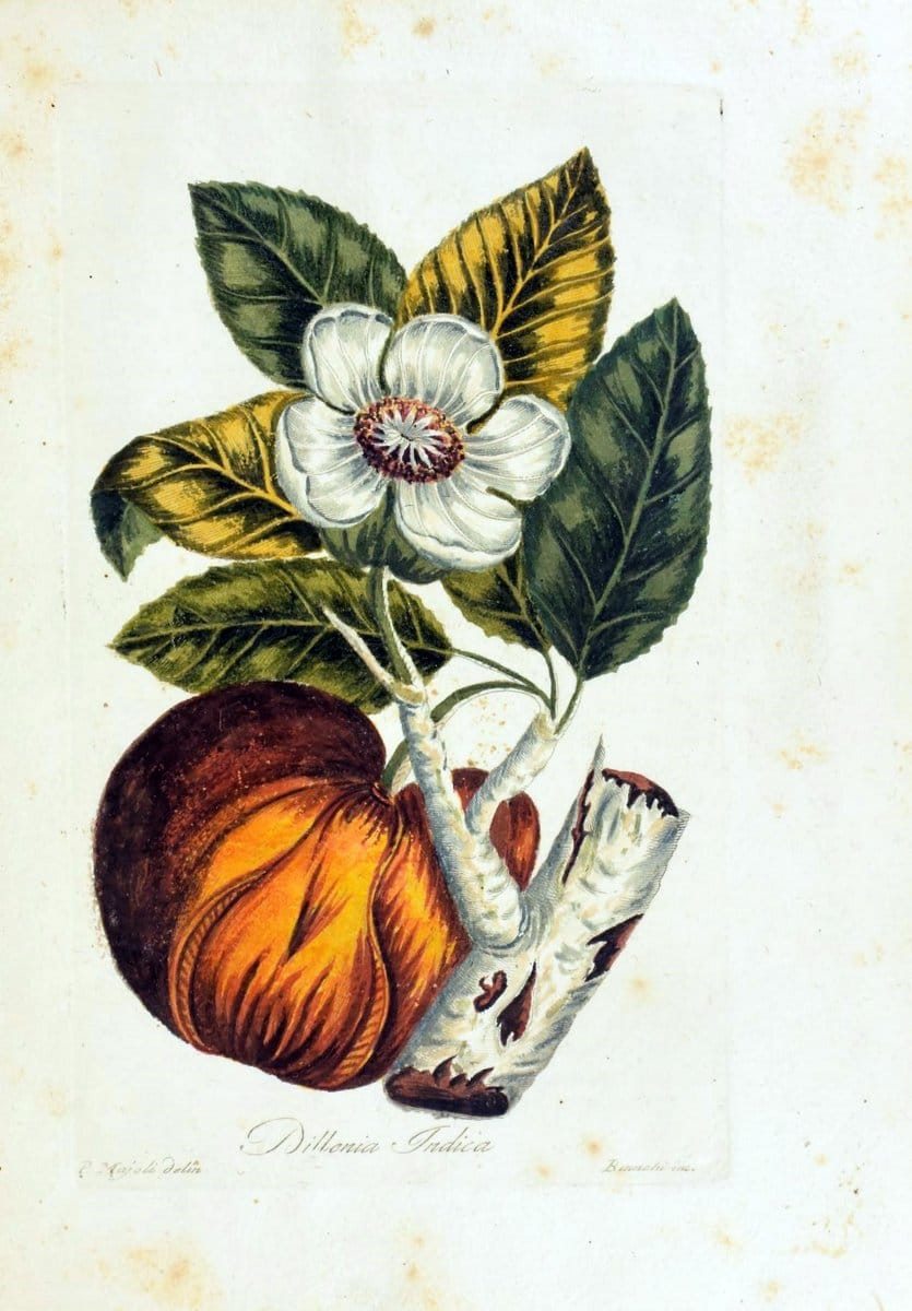 Decade di alberi curiosi ed eleganti piante delle Indie Orientali, e dell' America ultim | Botany "Early works" "Pictorial works" "Pre-Linnean works" | Vintage Print Reproduction 467511