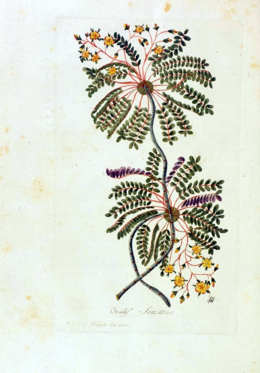 Decade di alberi curiosi ed eleganti piante delle Indie Orientali, e dell' America ultim | Botany "Early works" "Pictorial works" "Pre-Linnean works" | Vintage Print Reproduction 467512