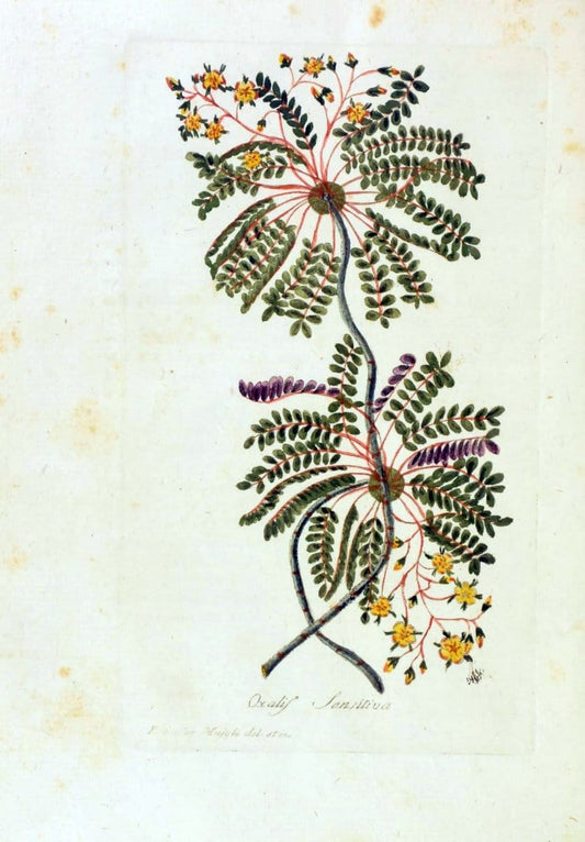 Decade di alberi curiosi ed eleganti piante delle Indie Orientali, e dell' America ultim | Botany "Early works" "Pictorial works" "Pre-Linnean works" | Vintage Print Reproduction 467512