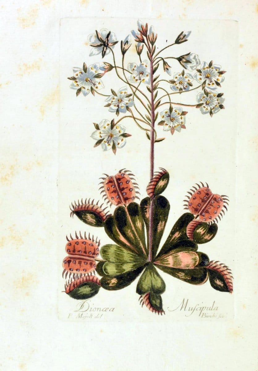 Decade di alberi curiosi ed eleganti piante delle Indie Orientali, e dell' America ultim | Botany "Early works" "Pictorial works" "Pre-Linnean works" | Vintage Print Reproduction 467513
