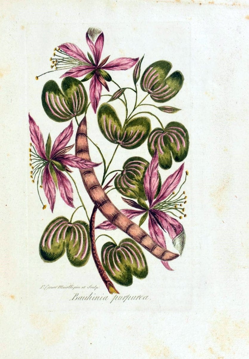 Decade di alberi curiosi ed eleganti piante delle Indie Orientali, e dell' America ultim | Botany "Early works" "Pictorial works" "Pre-Linnean works" | Vintage Print Reproduction 467514