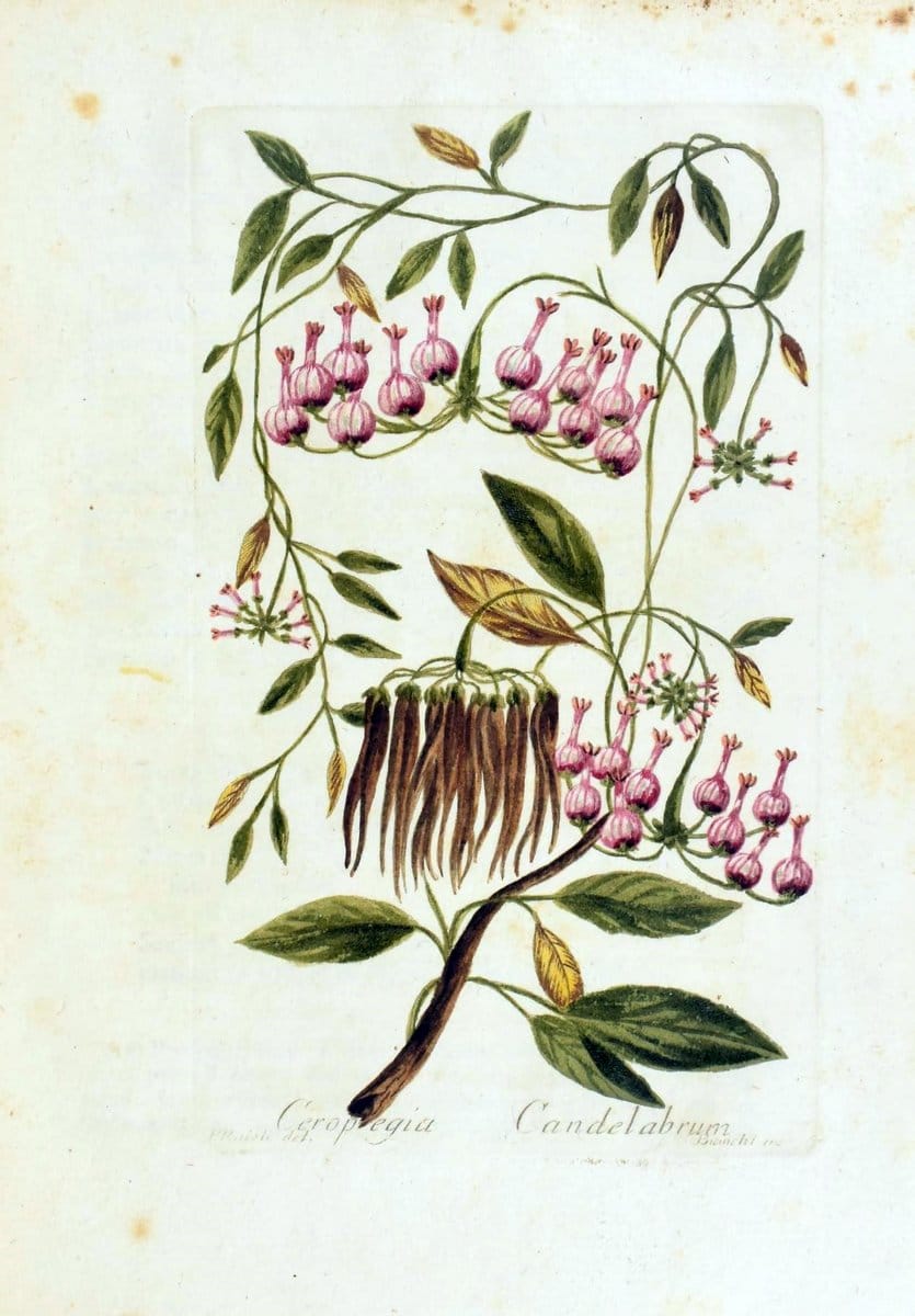 Decade di alberi curiosi ed eleganti piante delle Indie Orientali, e dell' America ultim | Botany "Early works" "Pictorial works" "Pre-Linnean works" | Vintage Print Reproduction 467515
