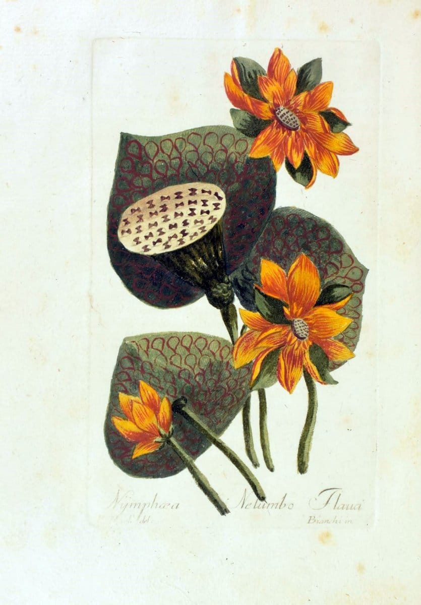 Decade di alberi curiosi ed eleganti piante delle Indie Orientali, e dell' America ultim | Botany "Early works" "Pictorial works" "Pre-Linnean works" | Vintage Print Reproduction 467516