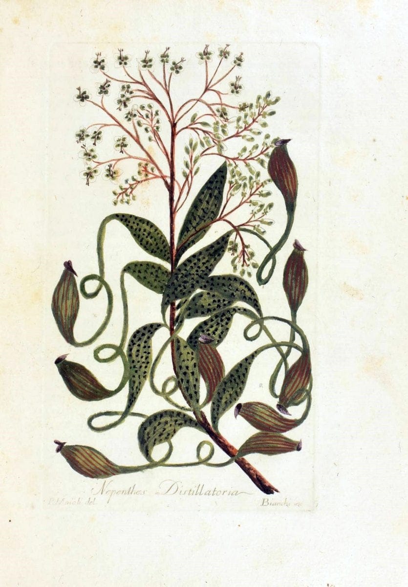 Decade di alberi curiosi ed eleganti piante delle Indie Orientali, e dell' America ultim | Botany "Early works" "Pictorial works" "Pre-Linnean works" | Vintage Print Reproduction 467517