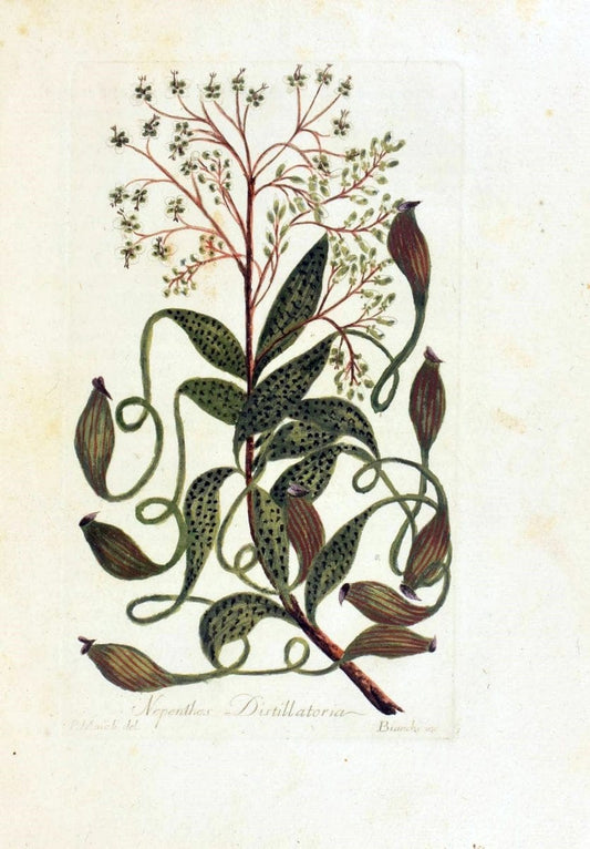 Decade di alberi curiosi ed eleganti piante delle Indie Orientali, e dell' America ultim | Botany "Early works" "Pictorial works" "Pre-Linnean works" | Vintage Print Reproduction 467517