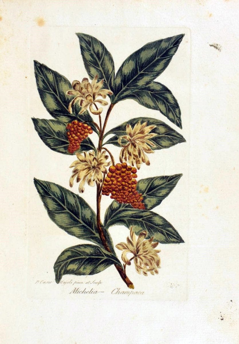 Decade di alberi curiosi ed eleganti piante delle Indie Orientali, e dell' America ultim | Botany "Early works" "Pictorial works" "Pre-Linnean works" | Vintage Print Reproduction 467518