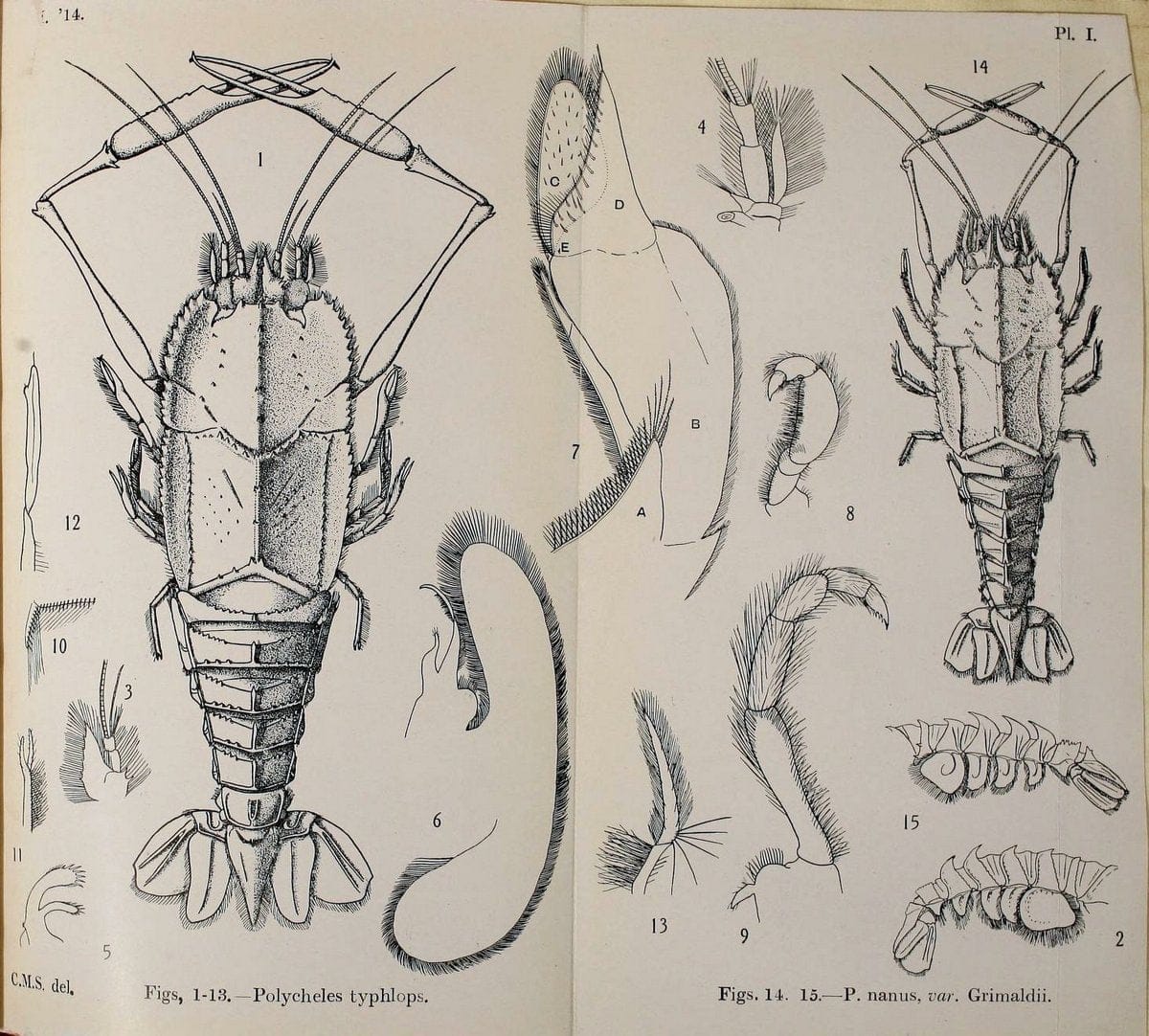 Decapoda reptantia of the coasts of Ireland. London,1914-21.  | "Decapoda (Crustacea)" | Vintage Print Reproduction 467519