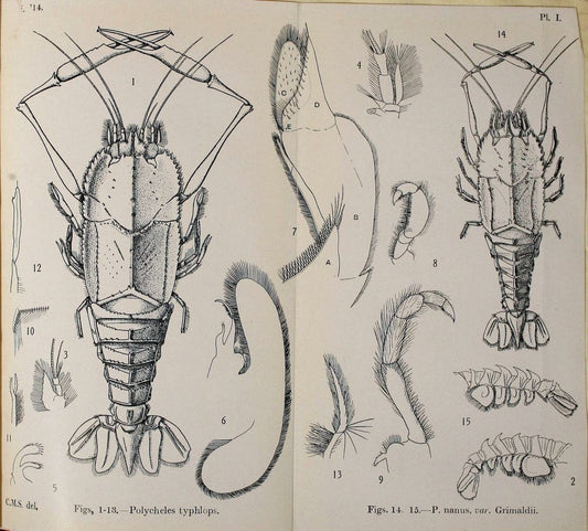 Decapoda reptantia of the coasts of Ireland. London,1914-21.  | "Decapoda (Crustacea)" | Vintage Print Reproduction 467519