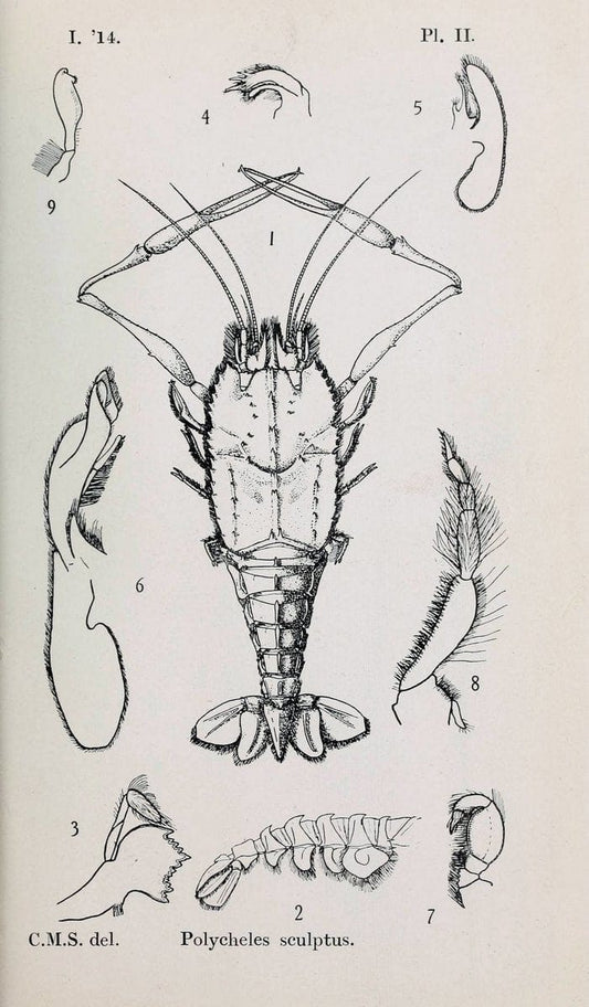 Decapoda reptantia of the coasts of Ireland. London,1914-21.  | "Decapoda (Crustacea)" | Vintage Print Reproduction 467520