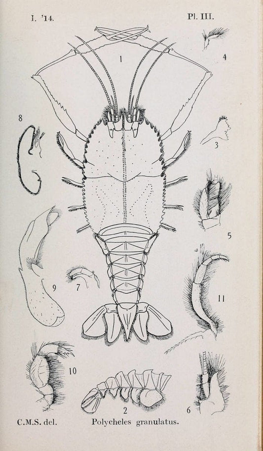 Decapoda reptantia of the coasts of Ireland. London,1914-21.  | "Decapoda (Crustacea)" | Vintage Print Reproduction 467521