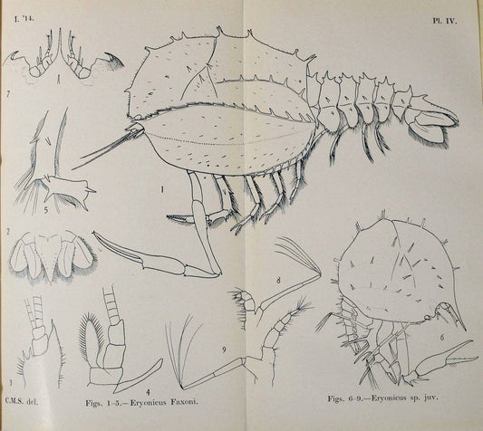 Decapoda reptantia of the coasts of Ireland. London,1914-21.  | "Decapoda (Crustacea)" | Vintage Print Reproduction 467522