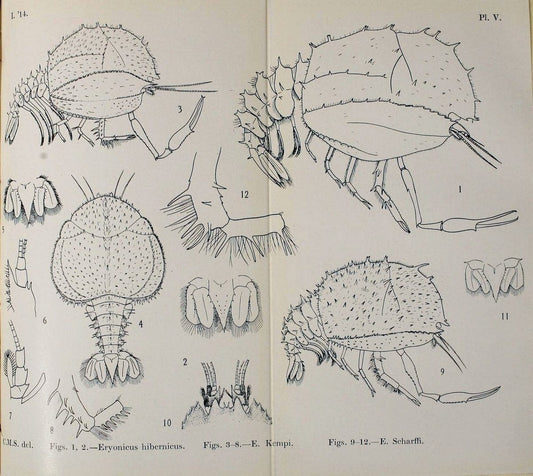Decapoda reptantia of the coasts of Ireland. London,1914-21.  | "Decapoda (Crustacea)" | Vintage Print Reproduction 467523
