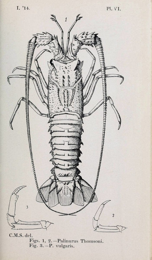 Decapoda reptantia of the coasts of Ireland. London,1914-21.  | "Decapoda (Crustacea)" | Vintage Print Reproduction 467524