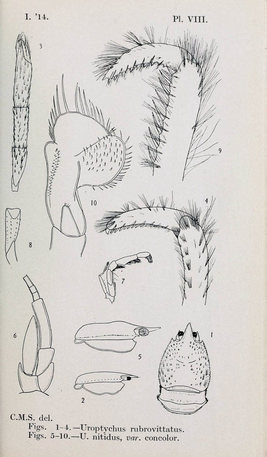 Decapoda reptantia of the coasts of Ireland. London,1914-21.  | "Decapoda (Crustacea)" | Vintage Print Reproduction 467526