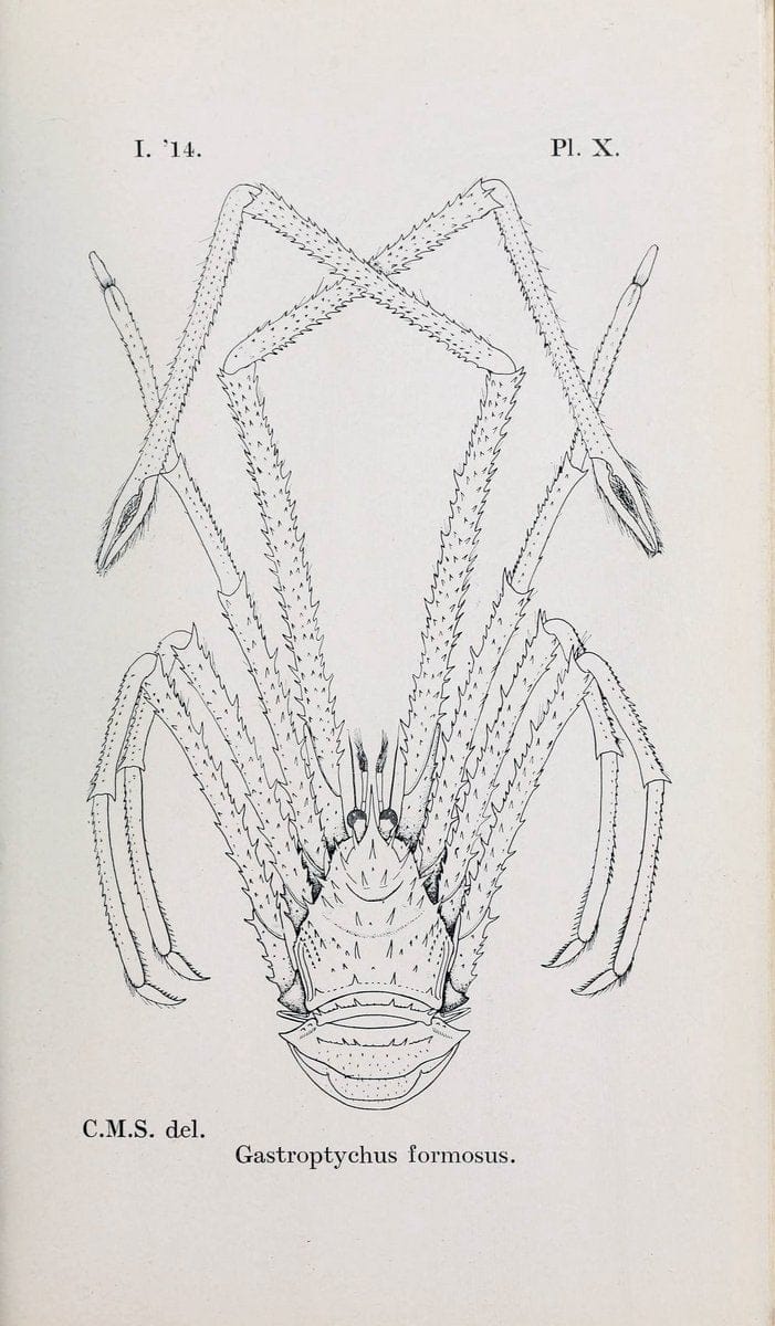 Decapoda reptantia of the coasts of Ireland. London,1914-21.  | "Decapoda (Crustacea)" | Vintage Print Reproduction 467528