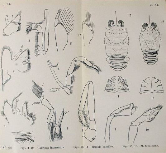 Decapoda reptantia of the coasts of Ireland. London,1914-21.  | "Decapoda (Crustacea)" | Vintage Print Reproduction 467529