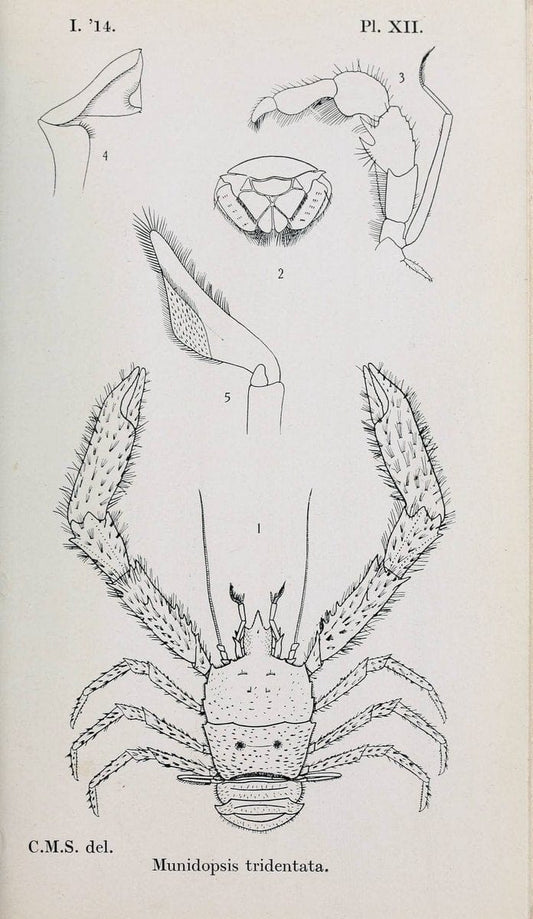 Decapoda reptantia of the coasts of Ireland. London,1914-21.  | "Decapoda (Crustacea)" | Vintage Print Reproduction 467530
