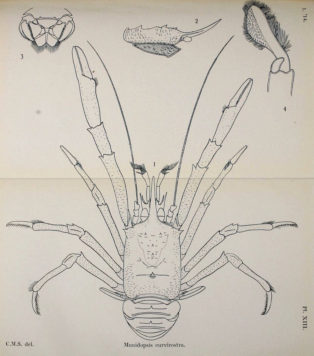 Decapoda reptantia of the coasts of Ireland. London,1914-21.  | "Decapoda (Crustacea)" | Vintage Print Reproduction 467531