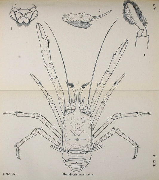 Decapoda reptantia of the coasts of Ireland. London,1914-21.  | "Decapoda (Crustacea)" | Vintage Print Reproduction 467531