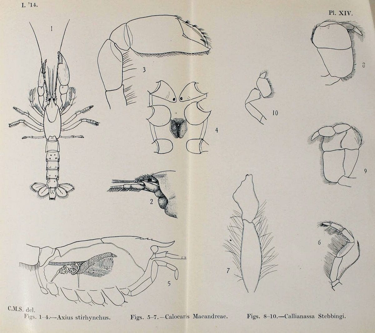 Decapoda reptantia of the coasts of Ireland. London,1914-21.  | "Decapoda (Crustacea)" | Vintage Print Reproduction 467532
