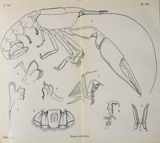 Decapoda reptantia of the coasts of Ireland. London,1914-21.  | "Decapoda (Crustacea)" | Vintage Print Reproduction 467533