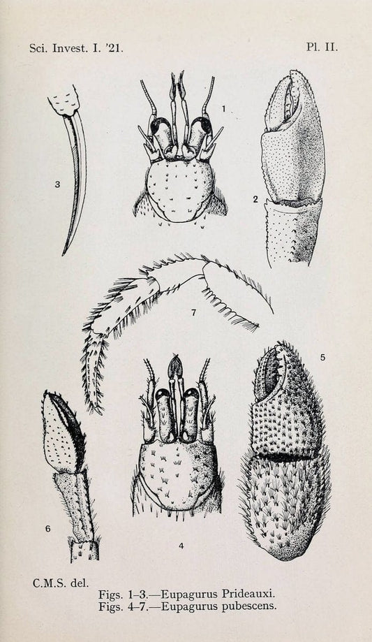 Decapoda reptantia of the coasts of Ireland. London,1914-21.  | "Decapoda (Crustacea)" | Vintage Print Reproduction 467535