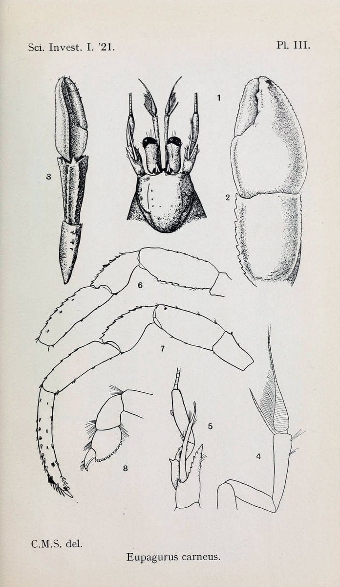 Decapoda reptantia of the coasts of Ireland. London,1914-21.  | "Decapoda (Crustacea)" | Vintage Print Reproduction 467536