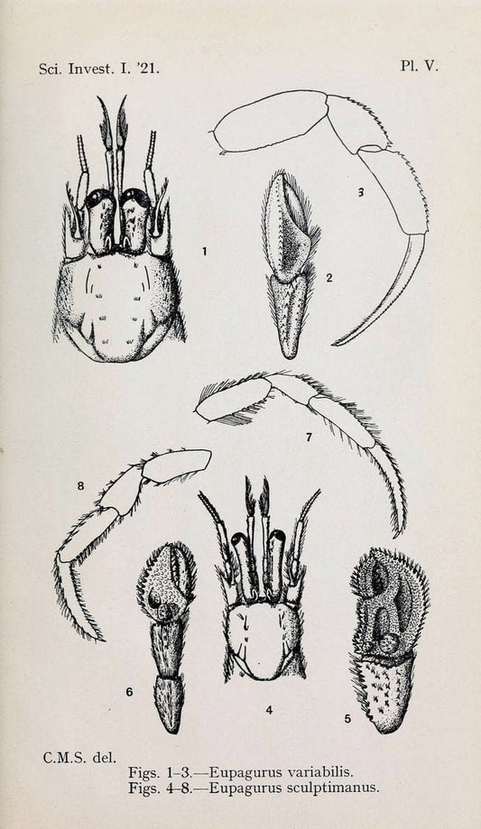 Decapoda reptantia of the coasts of Ireland. London,1914-21.  | "Decapoda (Crustacea)" | Vintage Print Reproduction 467538