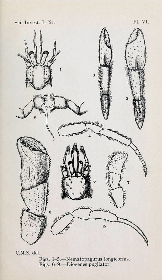 Decapoda reptantia of the coasts of Ireland. London,1914-21.  | "Decapoda (Crustacea)" | Vintage Print Reproduction 467539