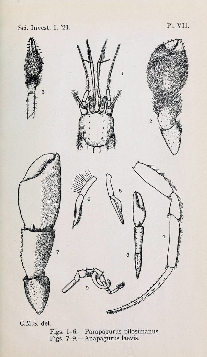 Decapoda reptantia of the coasts of Ireland. London,1914-21.  | "Decapoda (Crustacea)" | Vintage Print Reproduction 467540