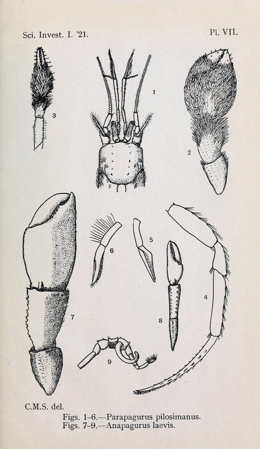 Decapoda reptantia of the coasts of Ireland. London,1914-21.  | "Decapoda (Crustacea)" | Vintage Print Reproduction 467540