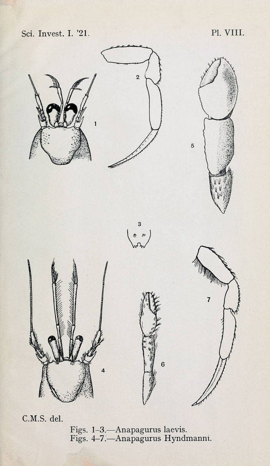 Decapoda reptantia of the coasts of Ireland. London,1914-21.  | "Decapoda (Crustacea)" | Vintage Print Reproduction 467541